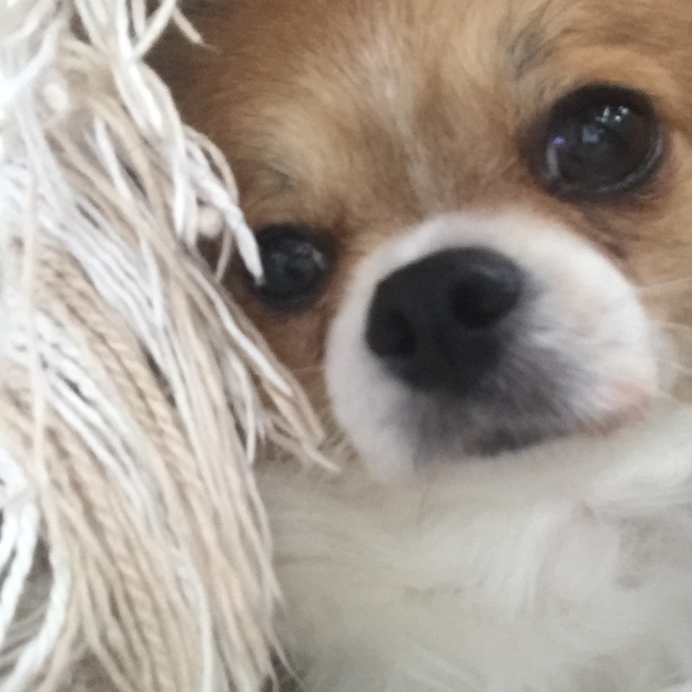 Meet your Posher, Shelley